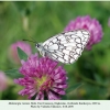 melanargia russiae daghestan male